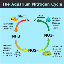 How to Lower Nitrates in Your Aquarium (Easy & Best Methods)